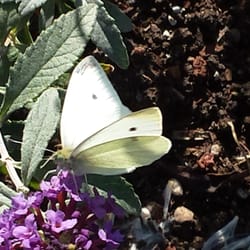 Emeryville Community Organic Garden