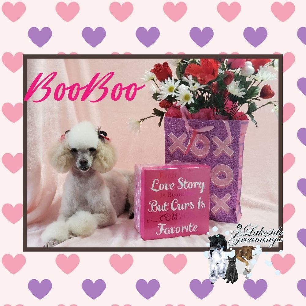 LAKESIDE GROOMING 32 Photos 119 Shadow Ln, Leesville, South