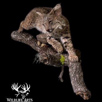Wildlife Arts Taxidermy - Bobcat under permit for educational purposes. - Taxidermy Near Me - Lompoc, California Wildlife Arts Taxidermy - Bobcat under permit for educational purposes. - Taxidermy Near Me - Lompoc, California