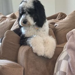 Bailey Bailey