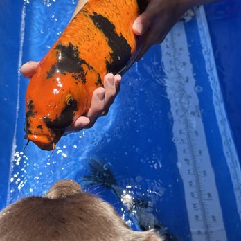 Morito Koi Company - Local Fish Stores Near Me - Reno, Nevada Morito Koi Company - Local Fish Stores Near Me - Reno, Nevada
