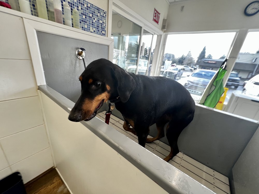 NATE’S HOT DOGS PET CARE Updated September 2024 16 Photos