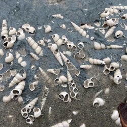 Chesapeake Heritage and Paleontology Tours - Turritella