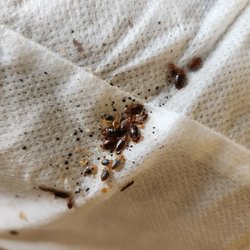 MI Pest Experts - We do natural Bed Bug service available and prevention.