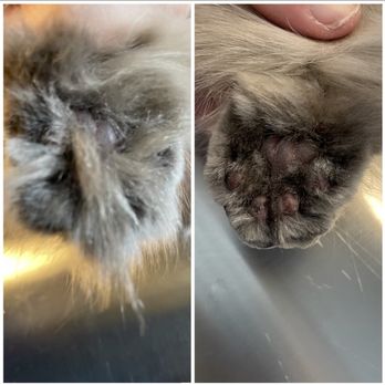Divine Feline - Pet Groomers Near Me Divine Feline - Pet Groomers Near Me