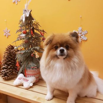 Blue Pooch - Whiskey's nice Christmas trim by Arisa - Pet Groomers Near Me - Los Angeles, California Blue Pooch - Whiskey's nice Christmas trim by Arisa - Pet Groomers Near Me - Los Angeles, California