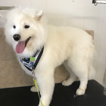 Dogs By Helene - SIRI  Groomed by Beth - Pet Groomers Near Me - Glens Falls, New York
