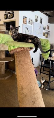 The Cat Cafe by null