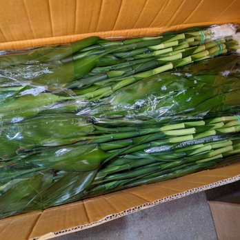 Rainbow - Freshly arrived lucky bamboo. - Nurseries & Gardening Near Me - Rosemead, California Rainbow - Freshly arrived lucky bamboo. - Nurseries & Gardening Near Me - Rosemead, California