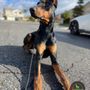 Photo of Rayo's K9 Academy