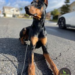 Rayo's K9 Academy