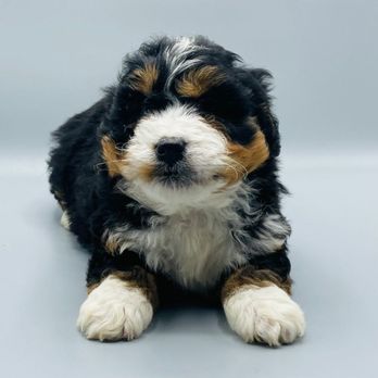 Furry Fiends - Pet Stores Near Me - New York, New York Furry Fiends - Pet Stores Near Me - New York, New York