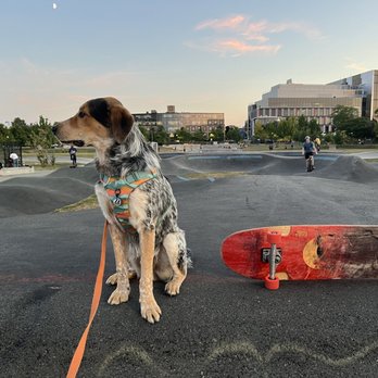 Wag With William - Will got us to here! Loud, fast, chaotic skatepark, and he's loose leash relaxing. Very demure, very mindful. - Pet Training Near Me - Boston, Massachusetts