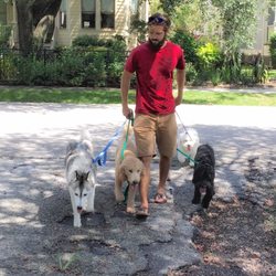 Leash walking