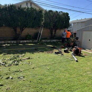 Vazquez tree service - During tree trimming - Tree Services Near Me - Whittier, California Vazquez tree service - During tree trimming - Tree Services Near Me - Whittier, California