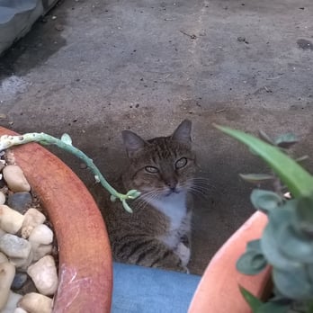 Brumley Gardens - There was a kitty behind some plants! - Nurseries & Gardening Near Me - Dallas, Texas