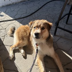 Sulley, Dog House Dog Training's puppy