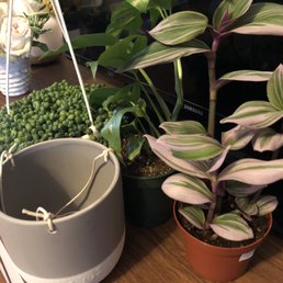 Plants and hanging planter Plants and hanging planter