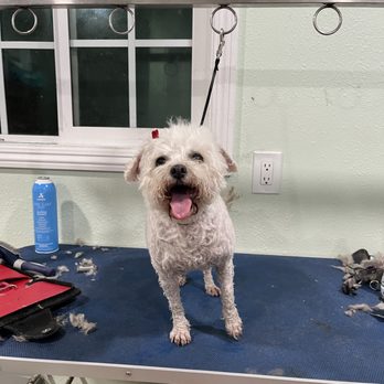 Lucky's Pet Grooming - Pet Groomers Near Me Lucky's Pet Grooming - Pet Groomers Near Me