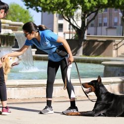 Dog Training Institute