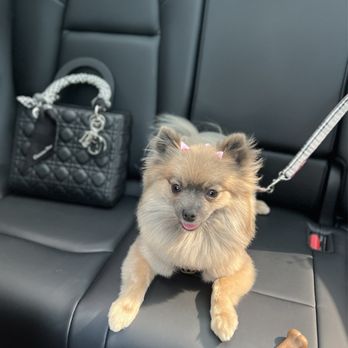 Collar & Comb - Pet Groomers Near Me - Los Angeles, California