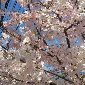 Kenwood Cherry Blossoms - Parks Near Me - Bethesda, Maryland Kenwood Cherry Blossoms - Parks Near Me - Bethesda, Maryland