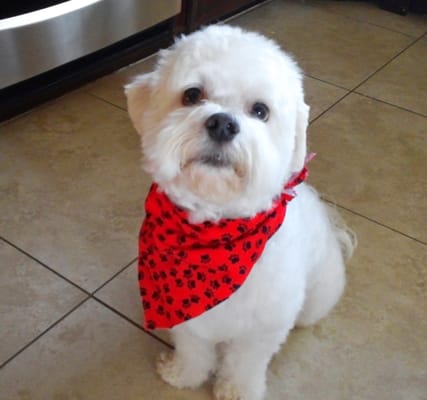 horizon pet supply winchester