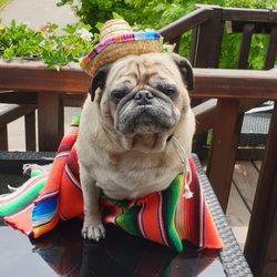 Hola Mexicana
