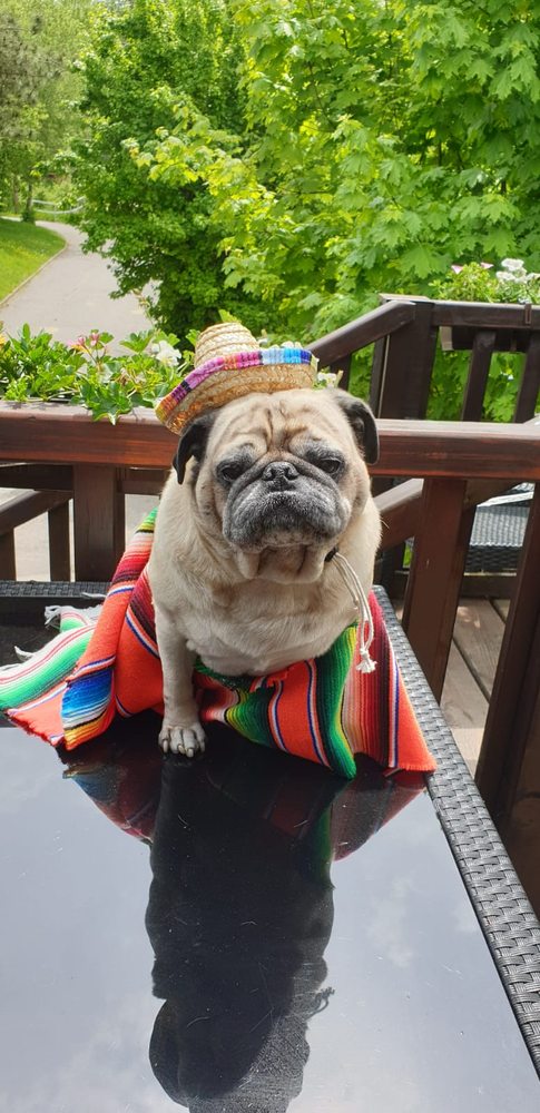 Hola Mexicana
