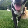 Photo of Wagging Tails Pet Sitting