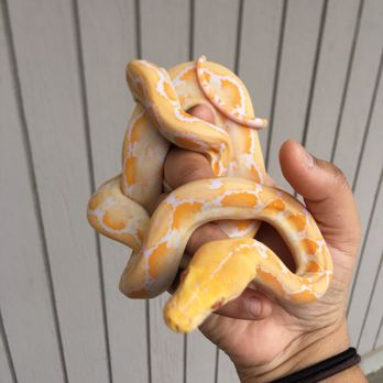 Killer Clutches - white albino sunfire Reticulated Python - Reptile Shops Near Me - Chico, California
