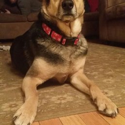 This old dog loves their pupcakes. We celebrated with one on her "gotcha" day.