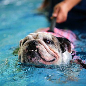 Water Dog Spa - Pet Services Near Me - Seattle, Washington Water Dog Spa - Pet Services Near Me - Seattle, Washington