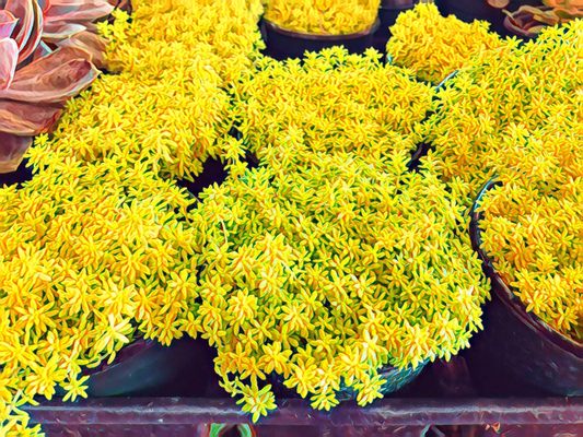 Oakland County Farmer's Market by null