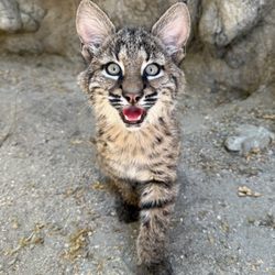 The Living Desert