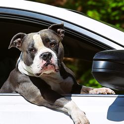 Bill's Auto Clinic, Inc. - Enjoy the ride Pitty. Dog along for the fun!