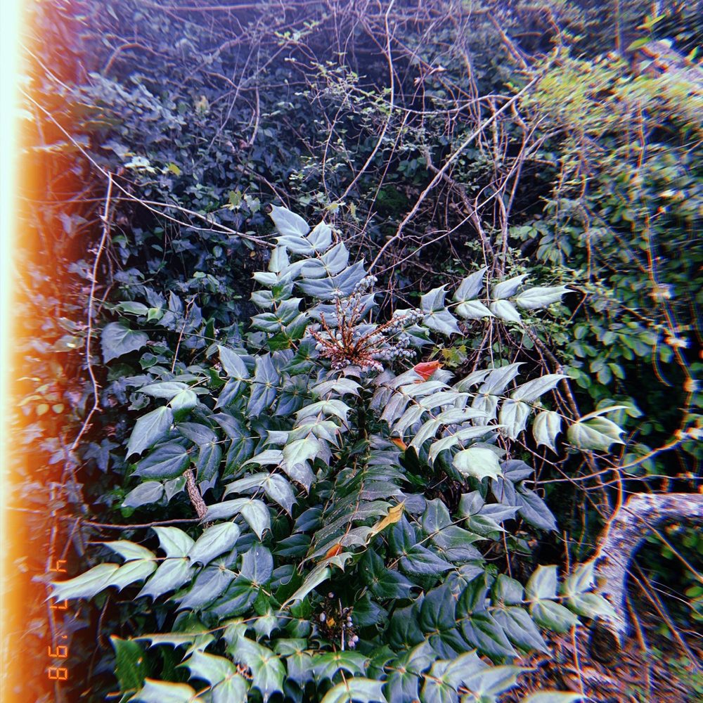 Plants Plants