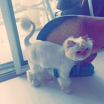 Salty Pawz - Remedy and Shae were treated like princesses at Salty Pawz today! #LionessCut - Pet Groomers Near Me Salty Pawz - Remedy and Shae were treated like princesses at Salty Pawz today! #LionessCut - Pet Groomers Near Me