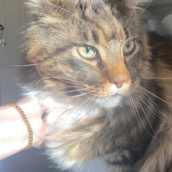 Barking Bubbles - just before this beautiful Maine coon bath and lions cut