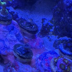 One frag had a single Zoa and the picture showed 5 or more. Any issues, or if you question my story talk to Keith, or call me, 321-243-2682