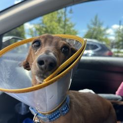 Delaware Valley Veterinary Hospital - My dog post surgery pick up