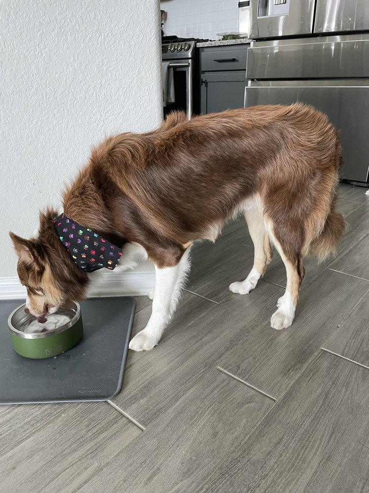 LINDA’S GROOMING SALON Updated September 2024 14 Photos & 35