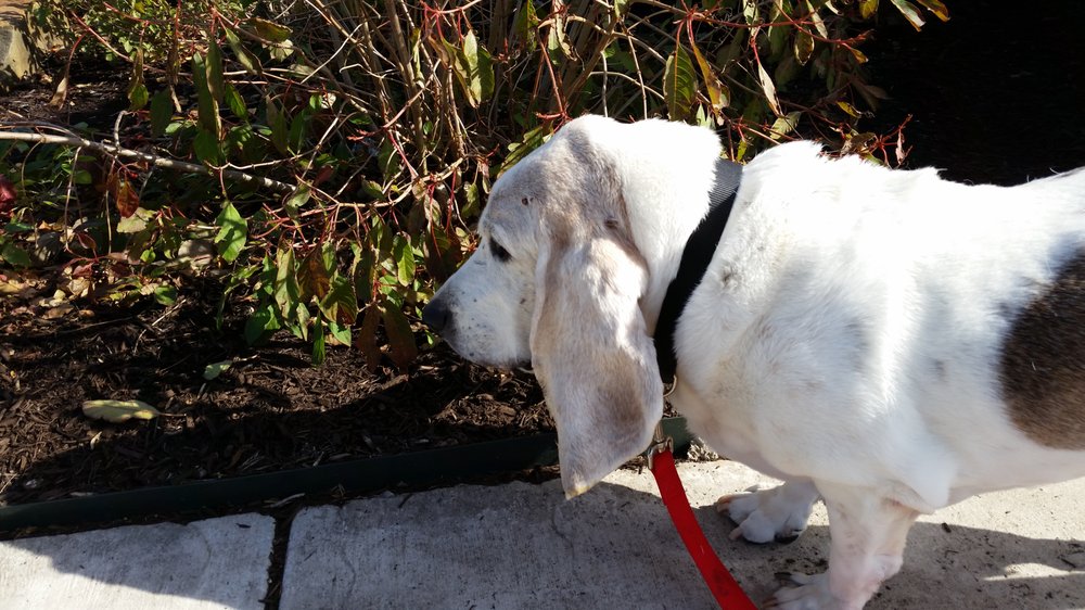 HAPPY PAWS ATX Request a Quote 13 Photos Austin, Texas Pet