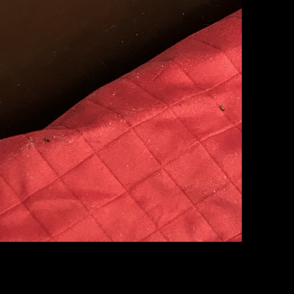BED BUGS! BED BUGS!