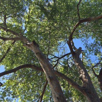 3D Tree Services, Inc. - Tree Services Near Me