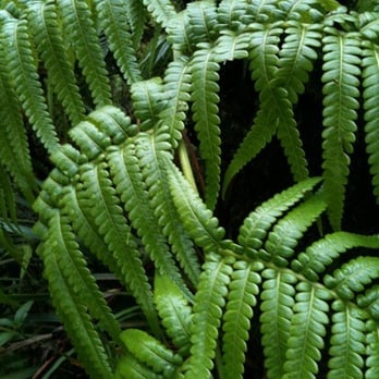 Poamoho Ridge Trail - Ferns on the trail! - Hiking Near Me - Wahiawa, Hawaii Poamoho Ridge Trail - Ferns on the trail! - Hiking Near Me - Wahiawa, Hawaii