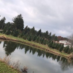 Medina Christmas Tree Farm