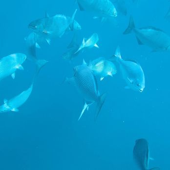 Pure Aloha Adventures - Tours Near Me - Honolulu, Hawaii
