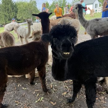 Rusty Stars Alpaca - Attraction Farms Near Me - Winterset, Iowa Rusty Stars Alpaca - Attraction Farms Near Me - Winterset, Iowa