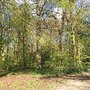 Photo of Haarlemmerhout
